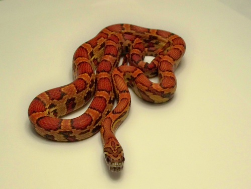 Sunkissed Corn Snake for Sale