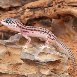Super Snow Leopard Gecko for Sale