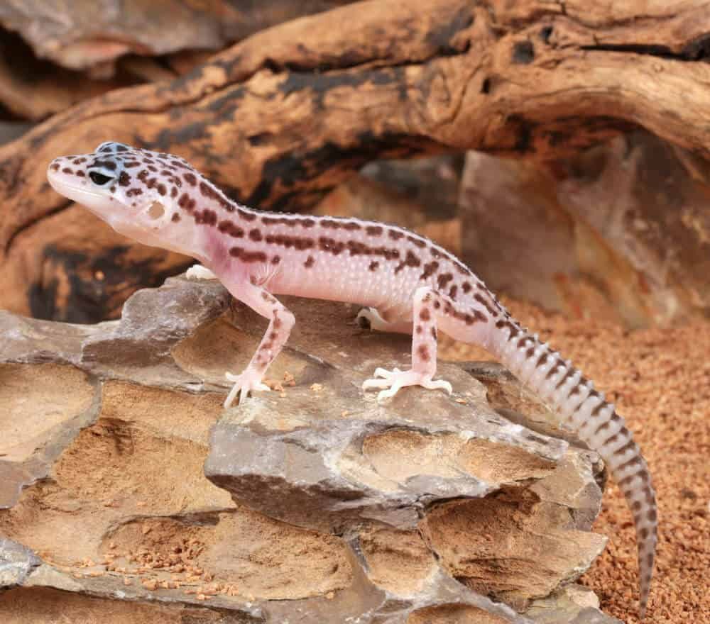 Super Snow Leopard Gecko for Sale