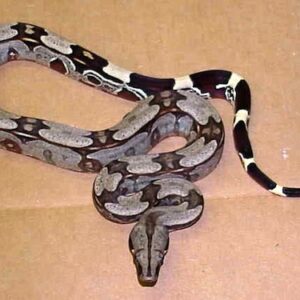 Surinam Red Tail Boa for Sale