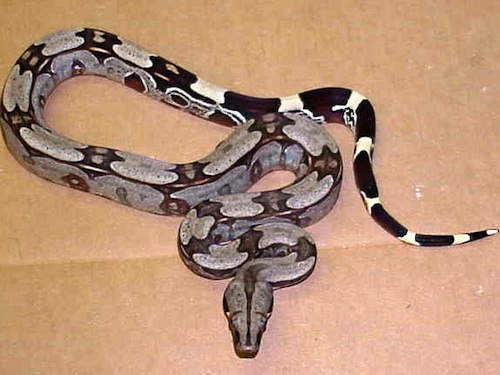 Surinam Red Tail Boa for Sale
