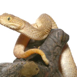 Tan Squamigera Bush Viper For Sale