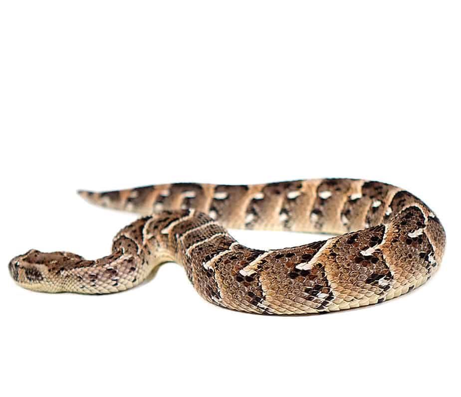 Tanzanian Puff Adder For Sale