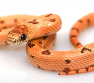 Thayers King Snake for Sale