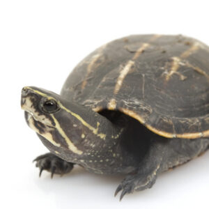 Three Striped Mud Turtle for Sale
