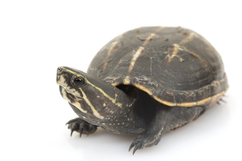 Three Striped Mud Turtle for Sale