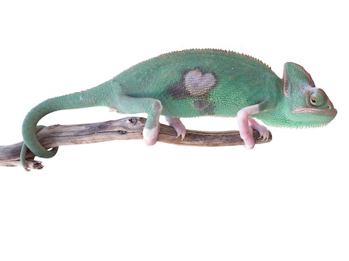 Translucent Veiled Chameleon for Sale