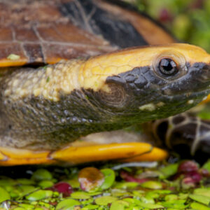 Twist Necked Turtle for Sale