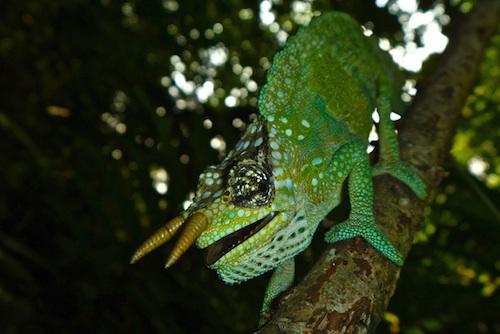 Two Horned Chameleon for Sale
