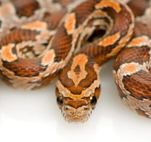 Ultra Corn Snake for Sale