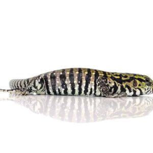 Ultra Purple Tegu For Sale