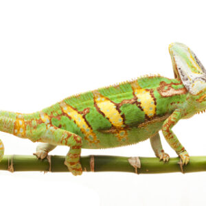 Veiled Chameleon for Sale