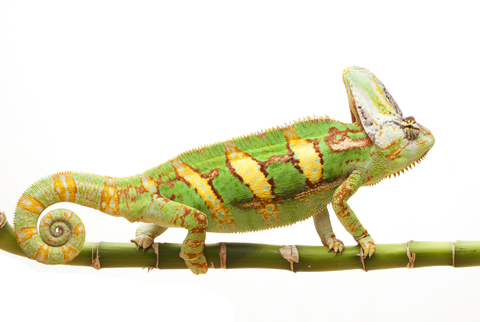 Veiled Chameleon for Sale