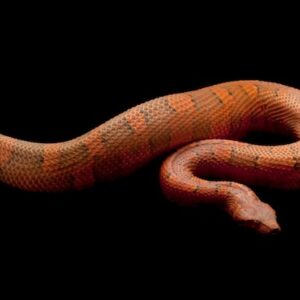Viper Boa for Sale