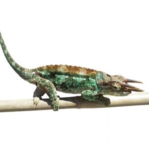 Werners Chameleon for Sale