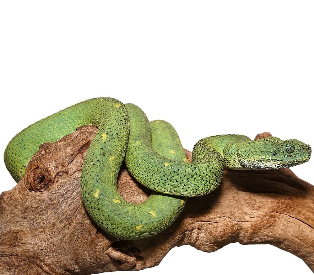 West African Bush Viper For sale