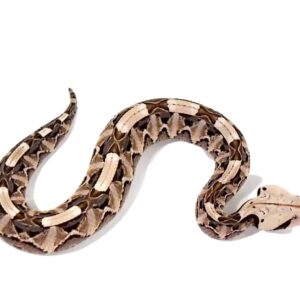 West African Gaboon Viper For Sale