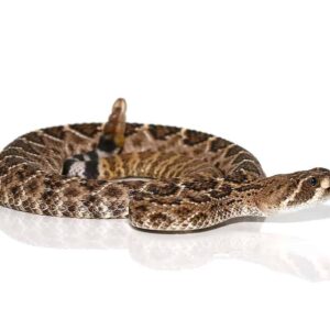 Western Diamondback Rattlesnake For sale