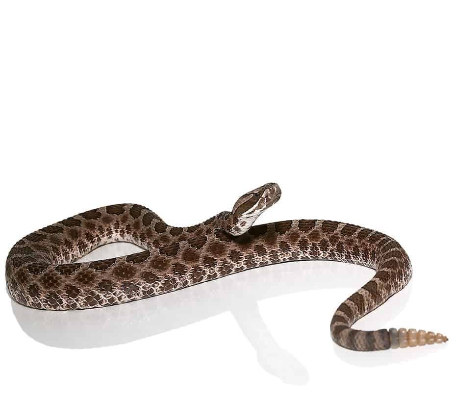 Western Massasauga Rattlesnake For Sale