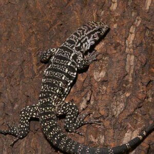 Yearling Argentine Black And White Tegu For Sale