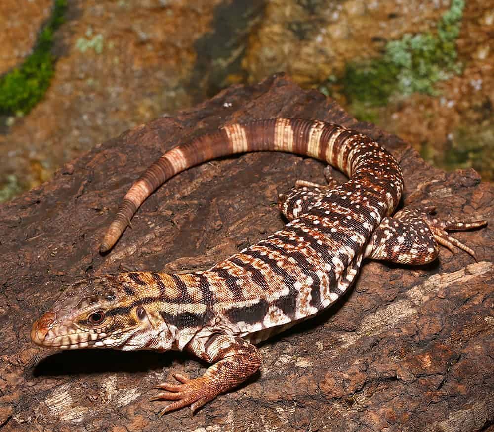 Yearling High White Red Tegu For Sale