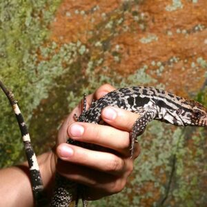 Yearling Merica Tegu For Sale