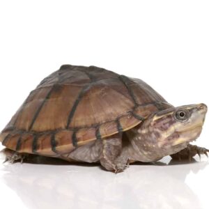 Yearling Pastel Musk Turtle For Sale