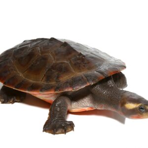 Yearling Pinkbelly Sideneck Turtle for Sale
