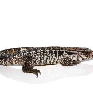 Yearling Snowmaker Tegu For Sale