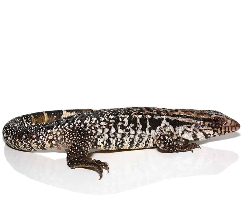 Yearling Snowmaker Tegu For Sale