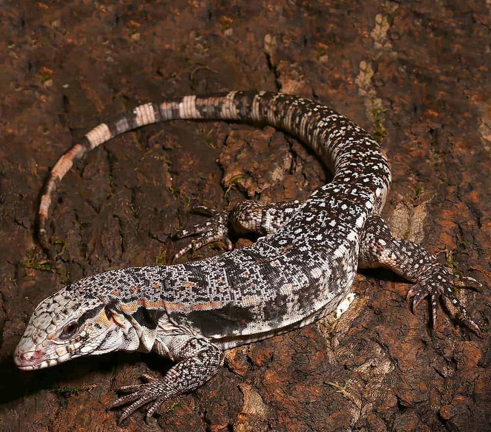 Yearling Super Red Tegu For Sale