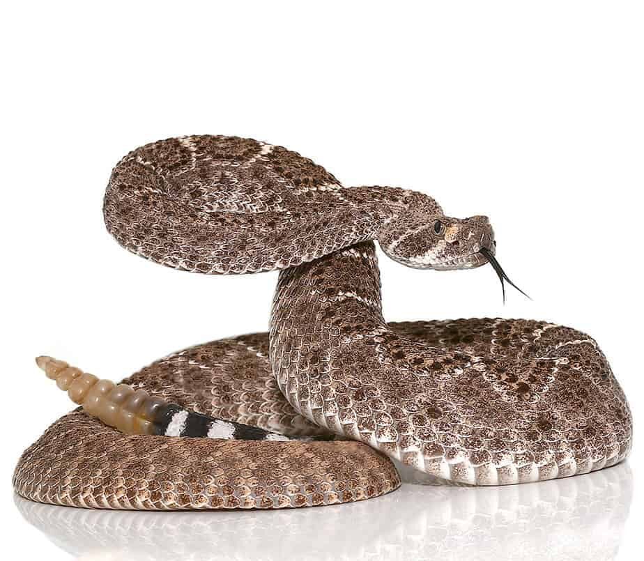 Yearling Western Diamondback Rattlesnake For Sale