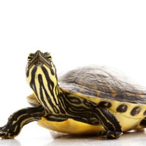 Yellow Bellied Slider Turtle for Sale
