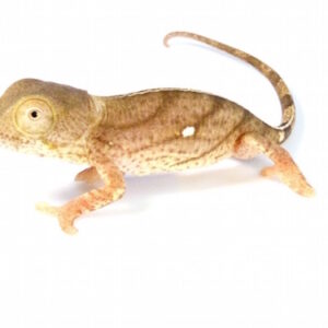 Yellow-Lip Parson's Chameleon for Sale