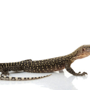 Yellow Quince Monitor for Sale