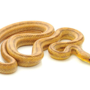 Yearling Yellow Ratsnake for Sale