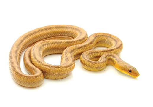 Yearling Yellow Ratsnake for Sale