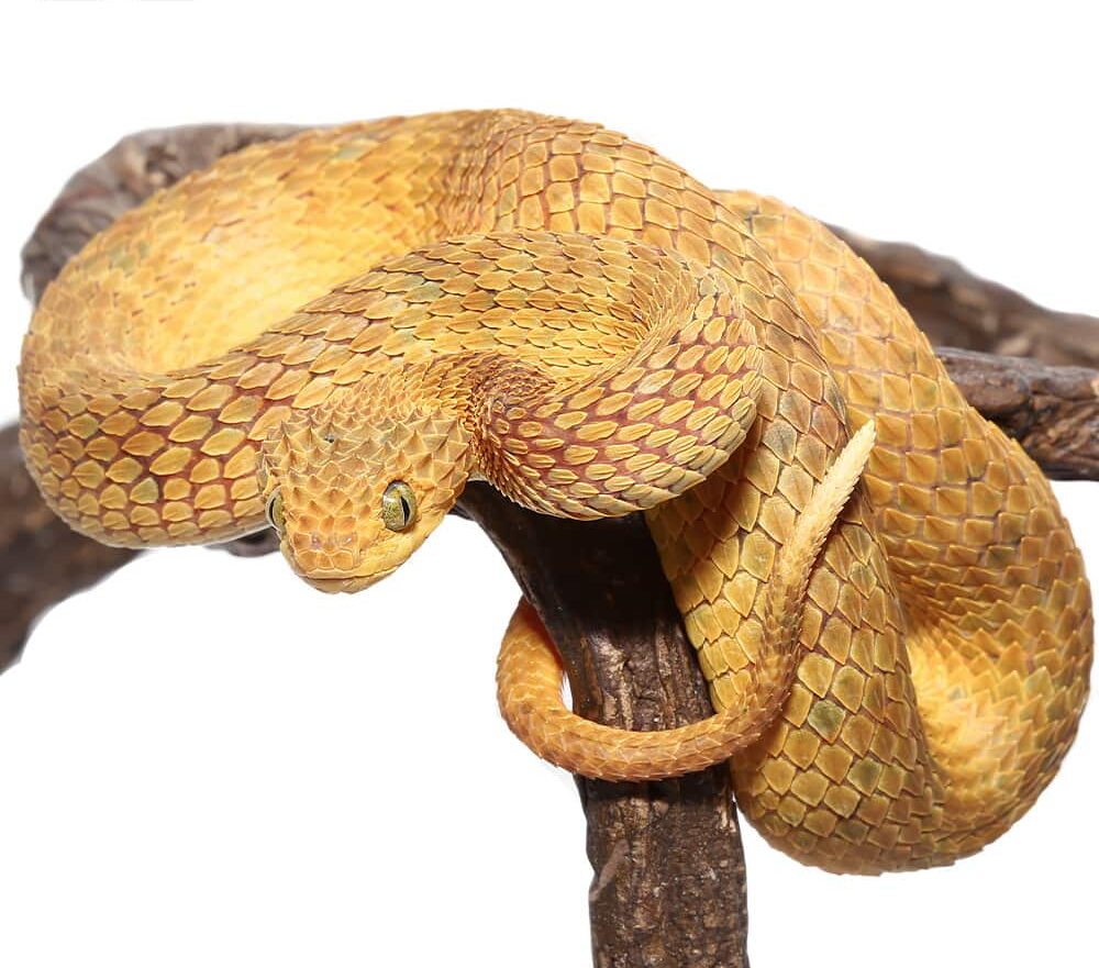Yellow Squamigera Bush Viper For Sale