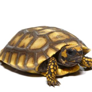 Amazon Basin Giant Yellow Foot Tortoise For Sale