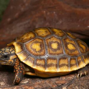 Baby Blonde x Ivory Redfoot Tortoise For Sale