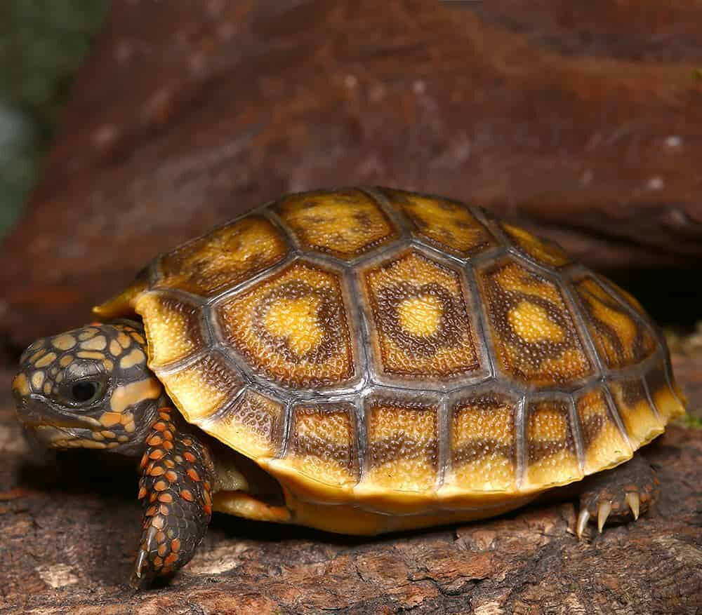 Baby Blonde x Ivory Redfoot Tortoise For Sale
