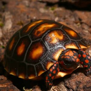 Baby Cherry Head Redfoot Tortoise For Sale