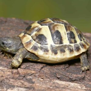 Baby Hermann’s Tortoise For Sale