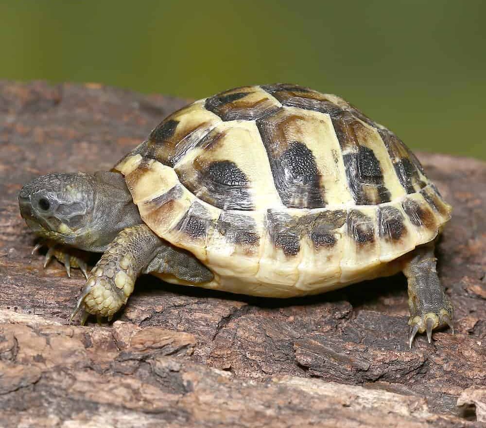 Baby Hermann’s Tortoise For Sale