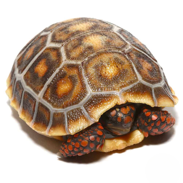 Baby Hypo x Cherryhead Redfoot Tortoise For Sale