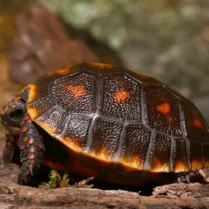 Baby Melanistic Red Foot Tortoise For Sale