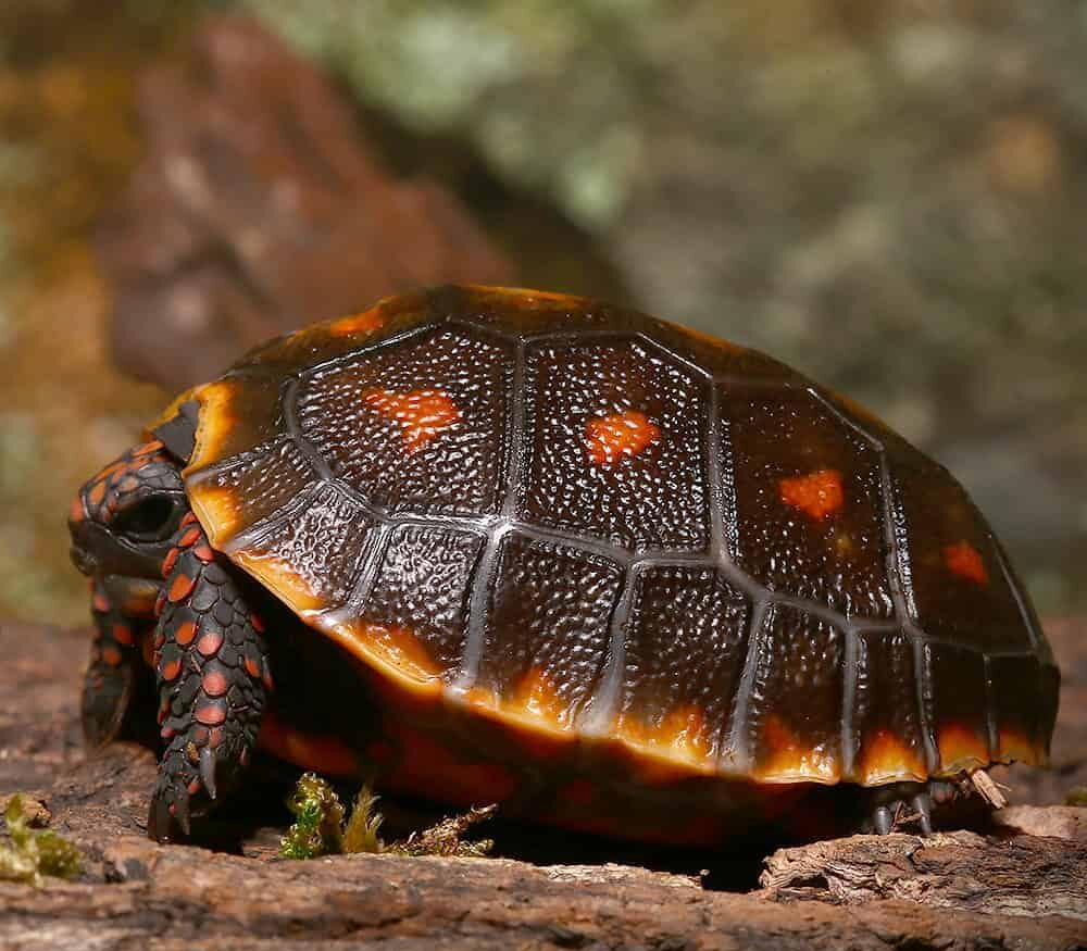 Baby Melanistic Red Foot Tortoise For Sale