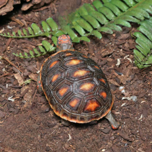Baby Redfoot Tortoise For Sale