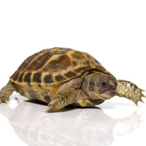 Baby Russian Tortoise For Sale