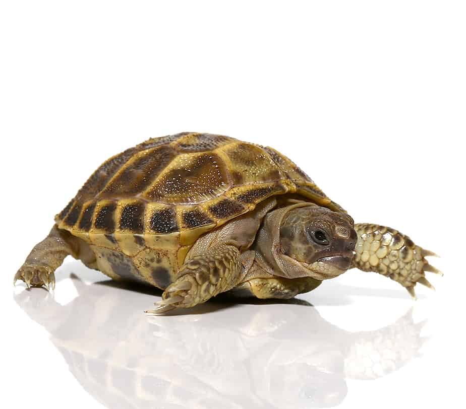 Baby Russian Tortoise For Sale